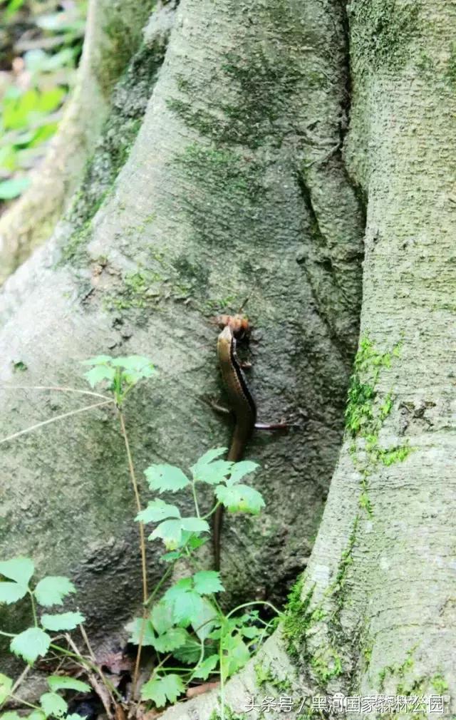 探秘黑河森林公园,黑河森林公园野生动物