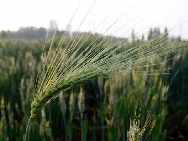 吃发芽的土豆中毒心脏会疼吗,吃发芽的土豆或红薯会不会中毒