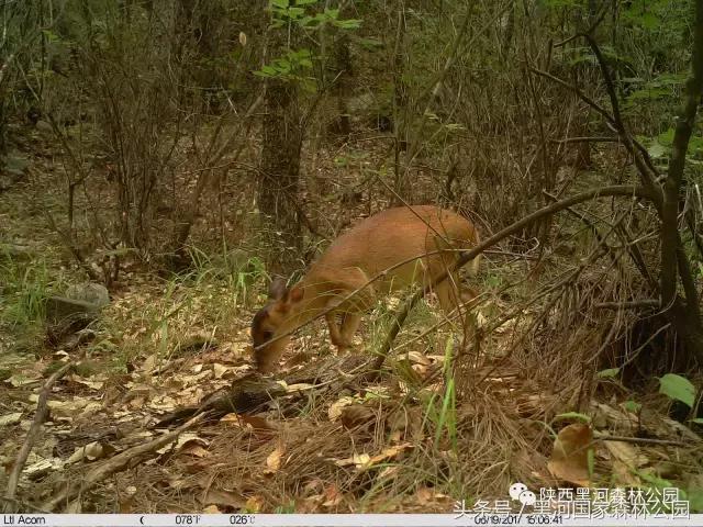 探秘黑河森林公园,黑河森林公园野生动物