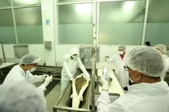 鲟鱼有没有鱼子酱,鲟鱼卵鱼子酱