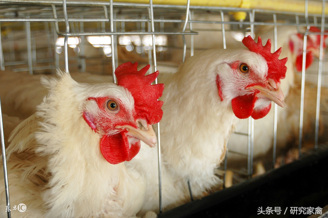 大肉食鸡肺不好怎么回事,大肉食鸡呼吸道