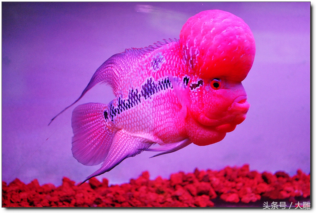 养鱼笔记新手入门教程,养鱼饲养记