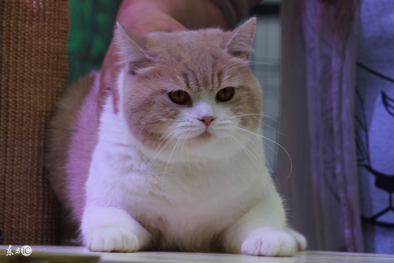 猫咪呕吐红色的液体又不像血,猫咪呕吐的原因及处理方法