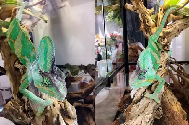 吃发芽的土豆中毒心脏会疼吗,吃发芽的土豆或红薯会不会中毒