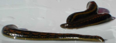 世界十大美容产品排行榜前十名,世界最奇葩美容方式视频