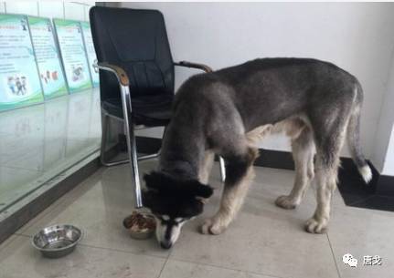 肥唐说,肥唐和阿禾