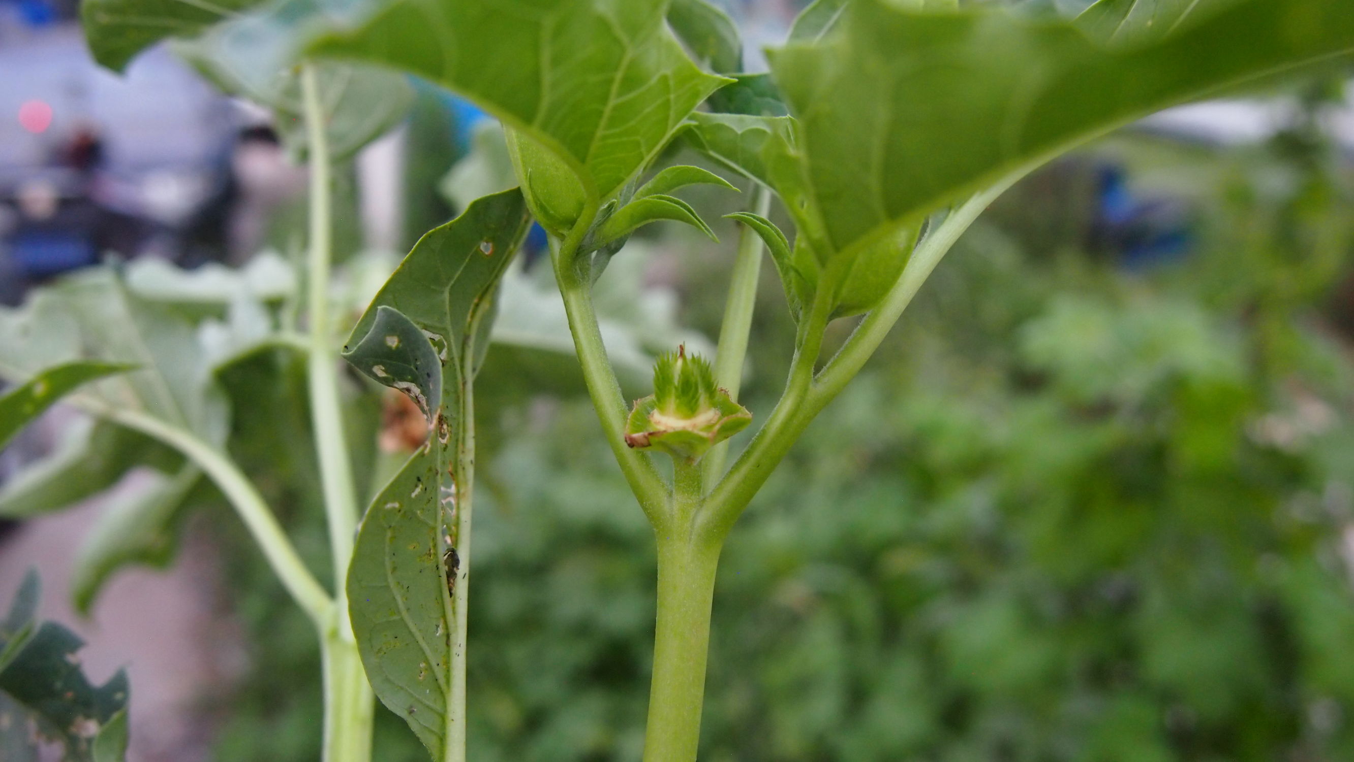 曼陀罗和白喇叭花,大花曼陀罗喇叭视频