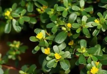 农村的哪些野菜能有中药功效,农村有什么野菜治病