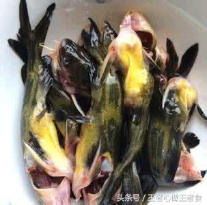 被野生黄刺鱼扎出血了有事吗,身上有刺扎到特别疼的鱼