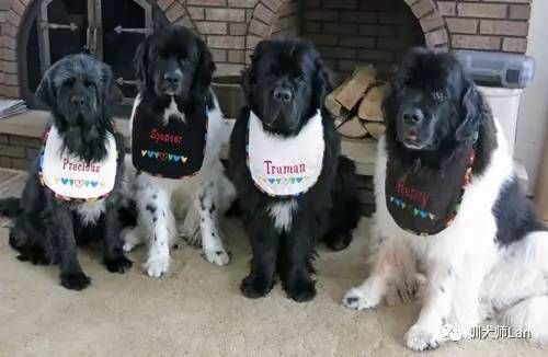 狗狗吃东西流好多口水是怎么回事,狗狗嘴巴流出黄色液体和很多口水