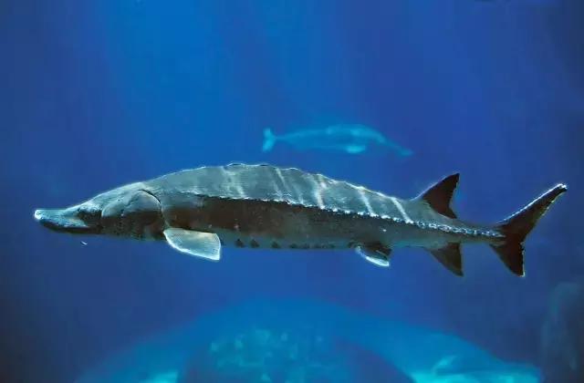 鲟鱼有没有鱼子酱,鲟鱼卵鱼子酱