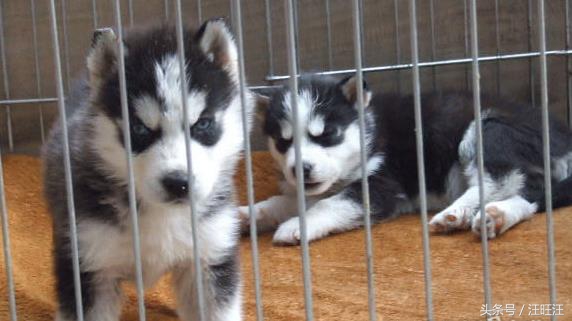 宠物狗养育常识,宠物狗的育儿方法