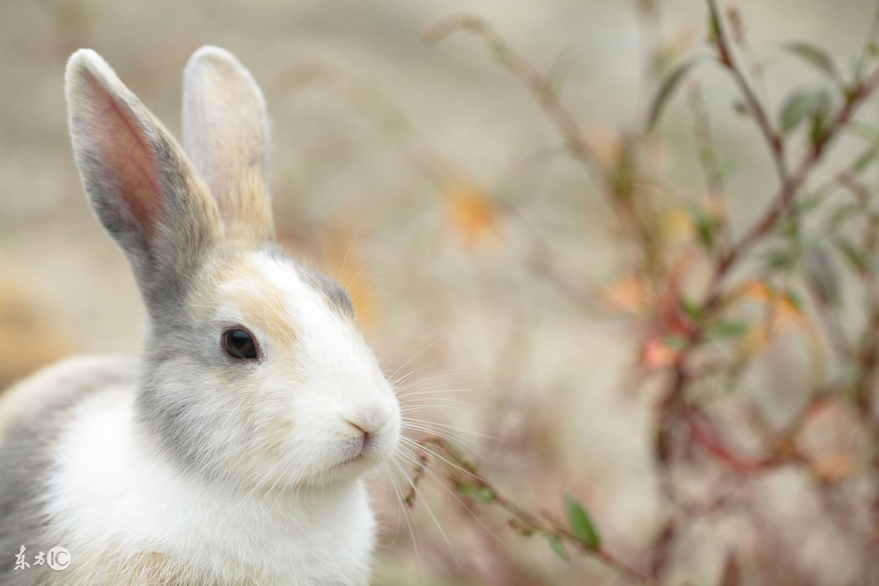 75年兔大吉,75年的兔今年有双喜临门吗