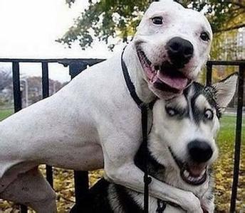 二哈最近的生活,二哈的那些事