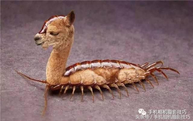 哪款国产广角镜头不畸变,国产广角镜头有畸变吗