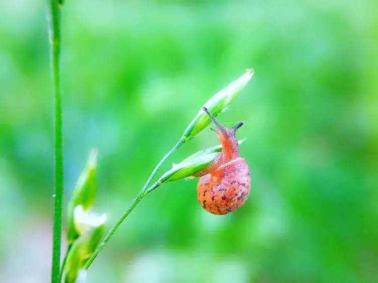 手机怎么玩转拍摄,手机怎样微距拍照