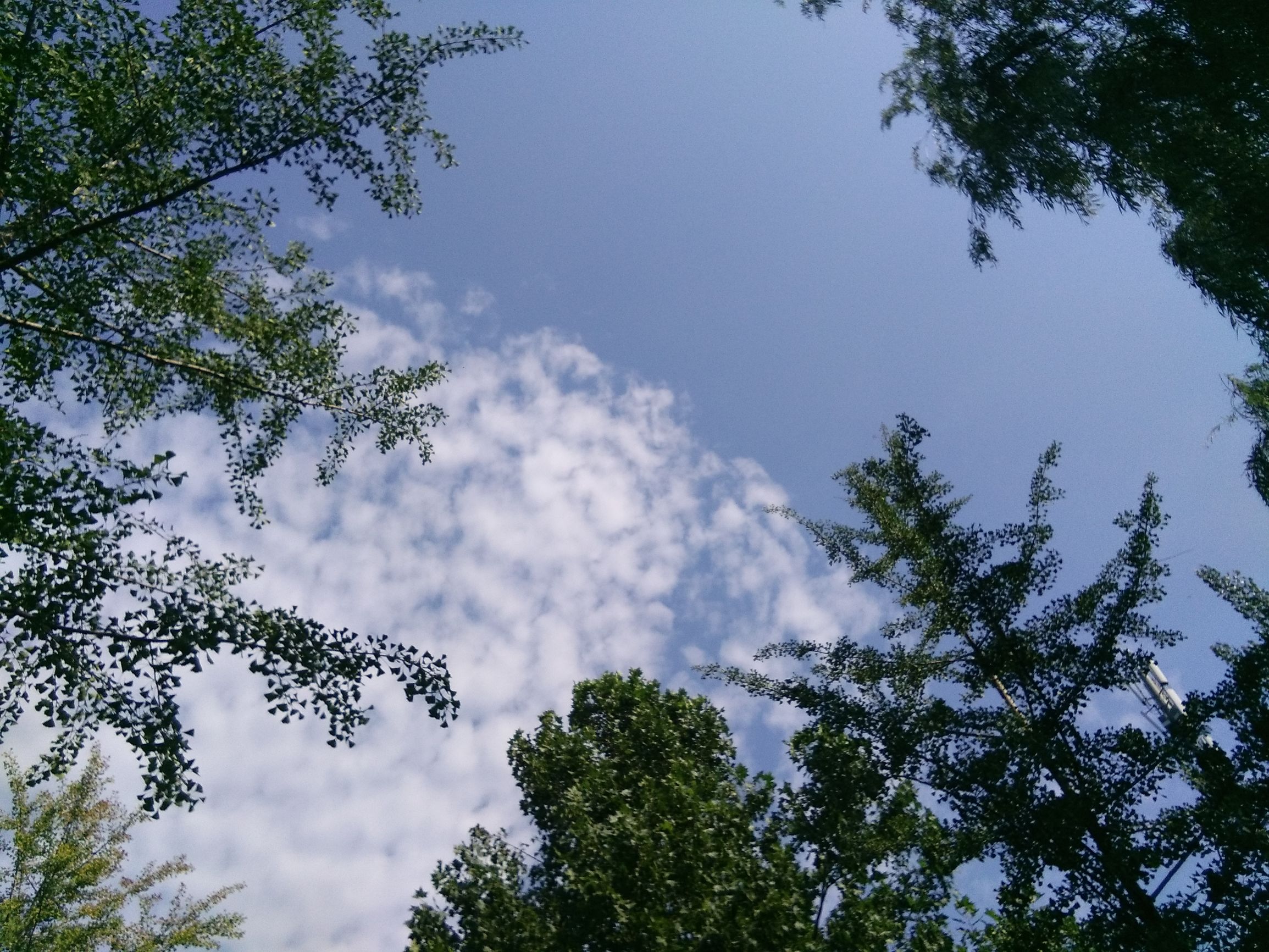 气血双补的仙鹤草，还有一些什么秘密，你知道吗？