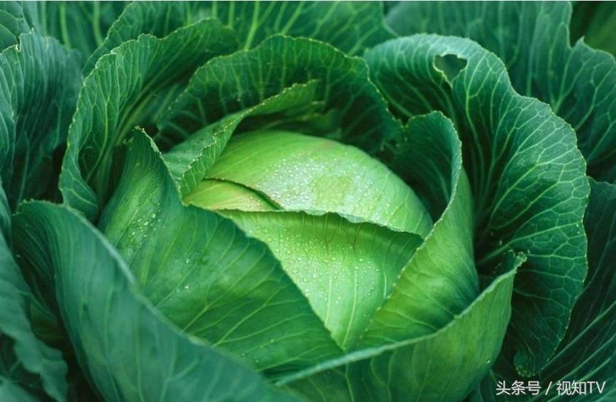 德国酸菜和东北酸菜区别 (德国和东北的酸菜)