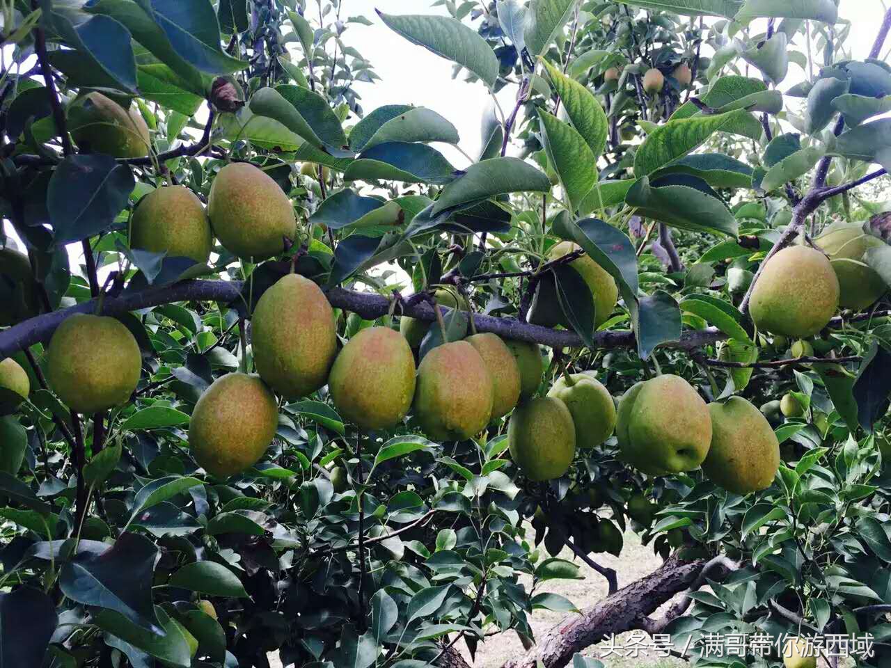 库尔勒香梨熟了！古尔邦节假期去库尔勒采香梨吧！只要4元每公斤