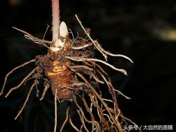 七叶一枝花是什么药草,七叶一枝花到底什么功效