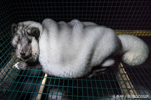 在芬兰皮毛工厂生活的北极狐，体重是正常同类的7倍，面目全非