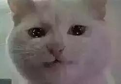 七夕节送男票什么礼物好,马上七夕了送男票什么礼物