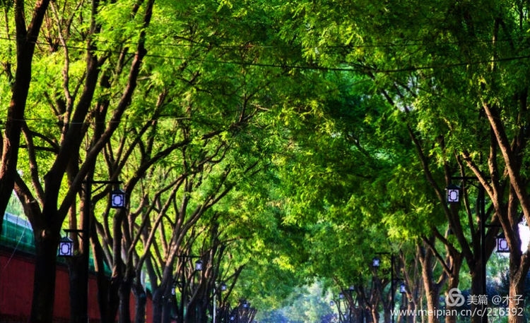 一花一叶总关情，一辆单车游古城，美哉正定！