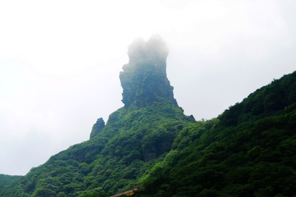 天天有人去山上采蘑菇,每天来观看的游客上万人