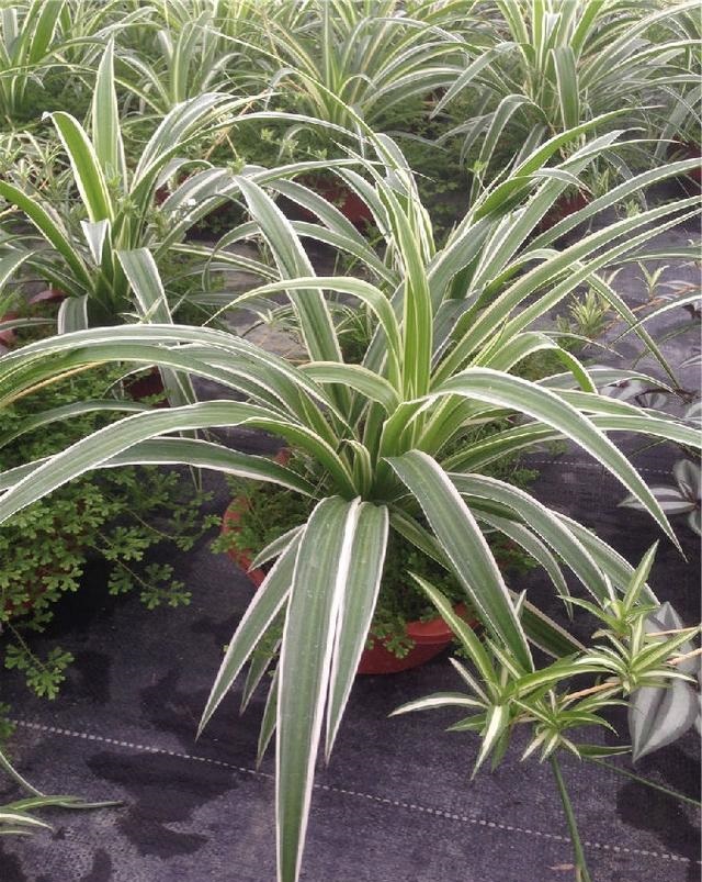 绿萝除甲醛有那么厉害吗,绿萝能除甲醛吗甲醛最怕三个克星