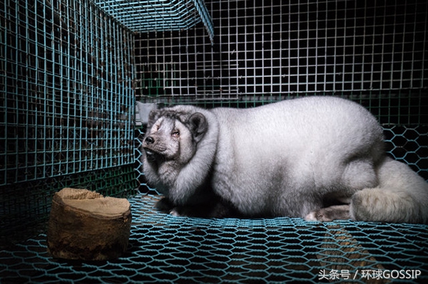 在芬兰皮毛工厂生活的北极狐，体重是正常同类的7倍，面目全非