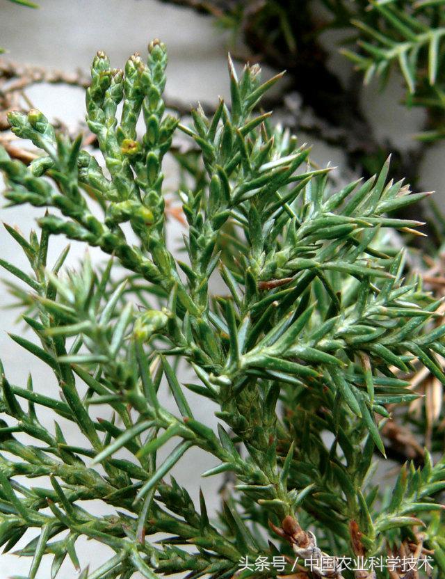 走进大兴安岭原始森林,探秘野生动物世界