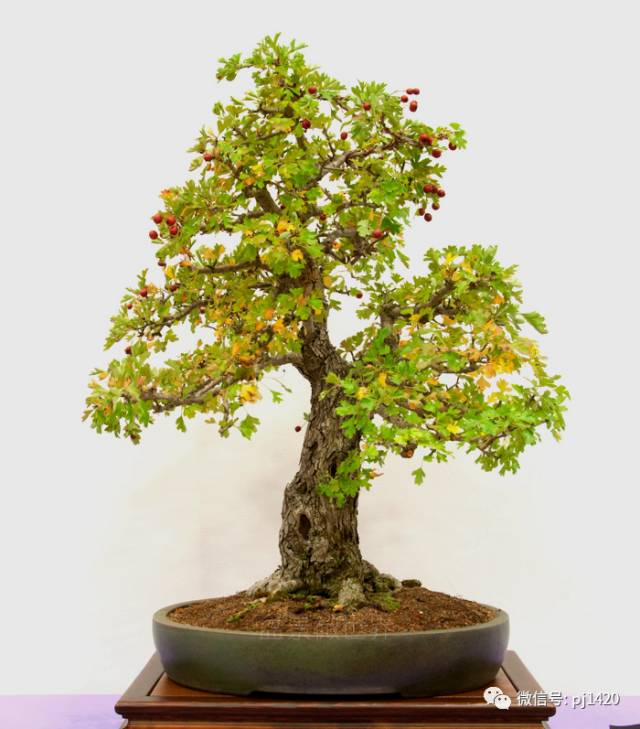 50种盆景树图片大全,50种盆景植物图片大全