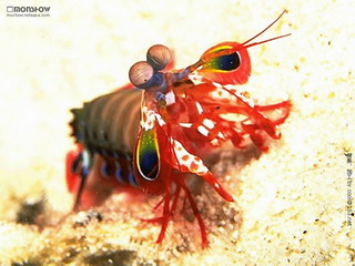 又到了吃螃蟹的季节怎样挑选螃蟹,如何正确挑选食用螃蟹你都知道吗