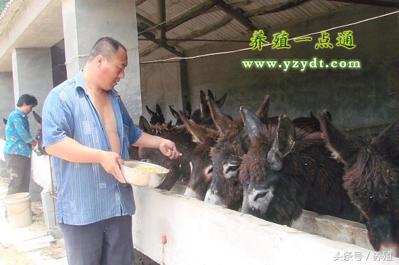 养驴健胃用什么药,养驴保健用药