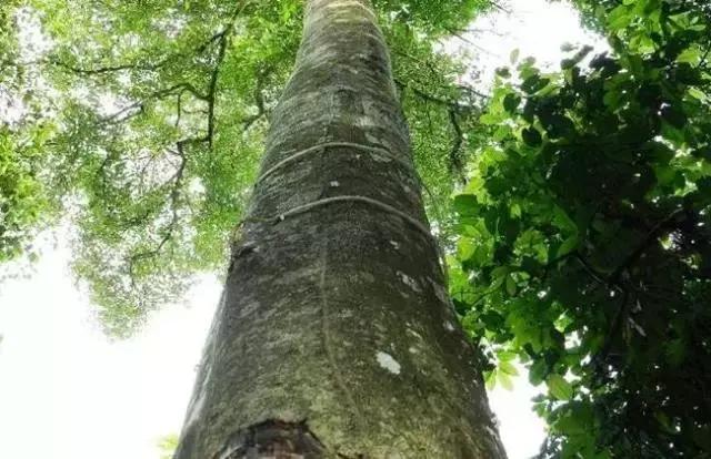 沉香治愈心灵,沉香能治愈什么