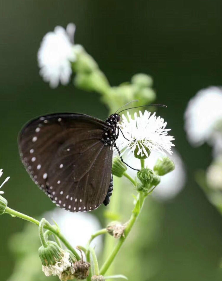 世界因你而美好原唱,世界因你而美好