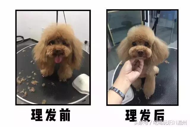 爱狗如命的女孩是什么心理,爱狗如命的女主角