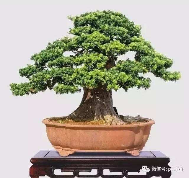 50种盆景树图片大全,50种盆景植物图片大全