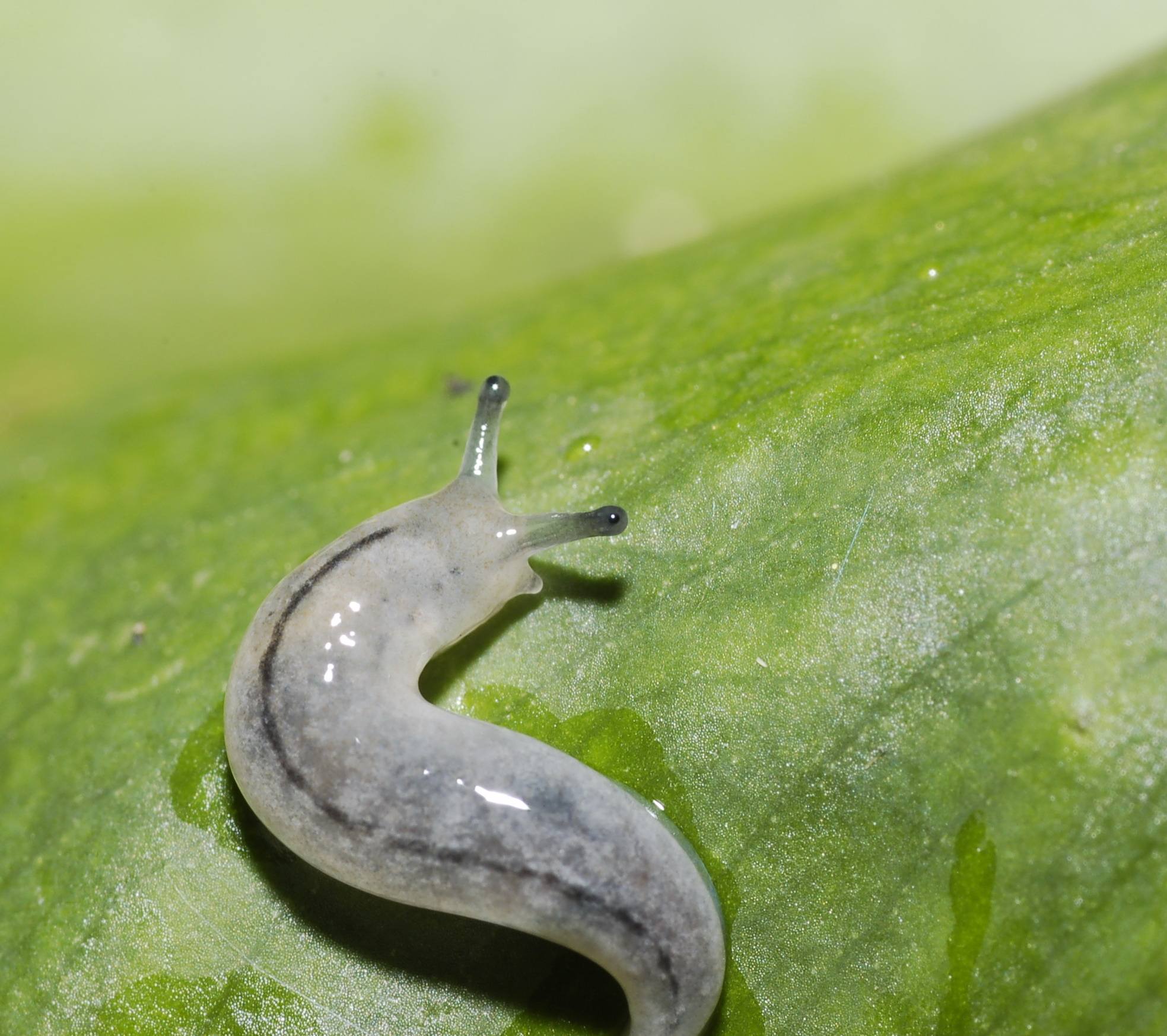种的蔬菜刚发芽就被虫吃了,种的菜出来就被虫吃了