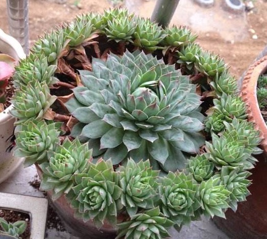 多肉观音莲简介,观音莲多肉大全