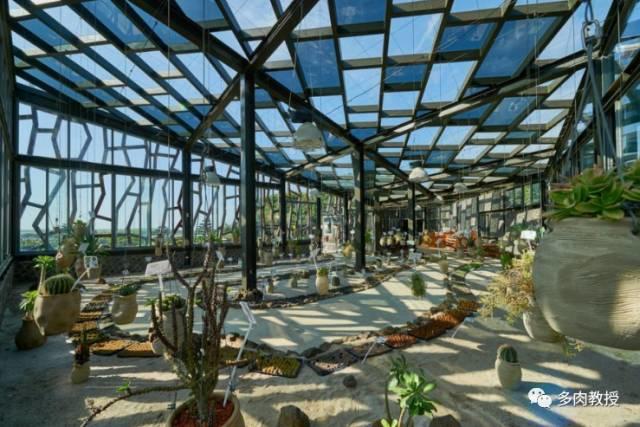 国外的多肉竟然是这个样子的,北京多肉大棚哪个大些好看
