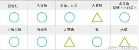 用简单的方法让鱼缸变的更清澈,掌握这些技巧让你的鱼缸更加清爽