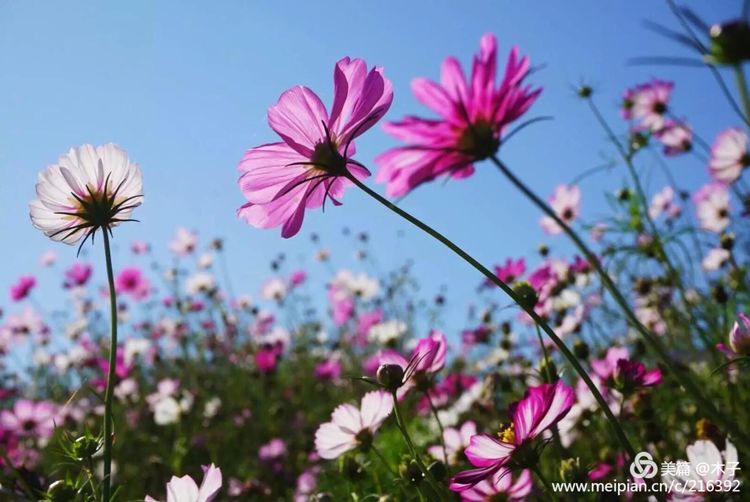 一花一叶总关情，一辆单车游古城，美哉正定！