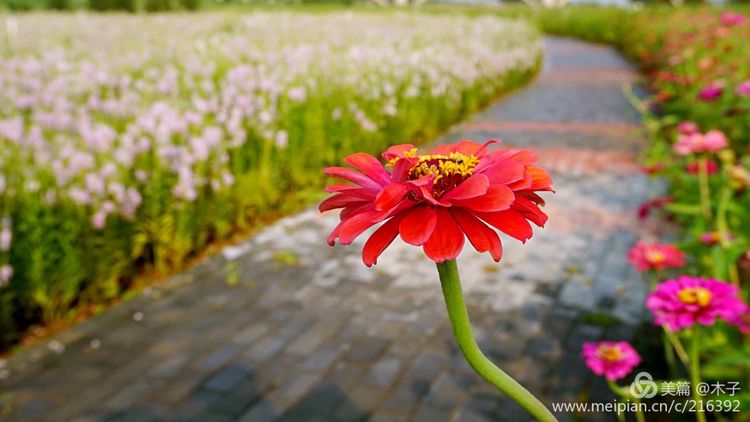 一花一叶总关情，一辆单车游古城，美哉正定！