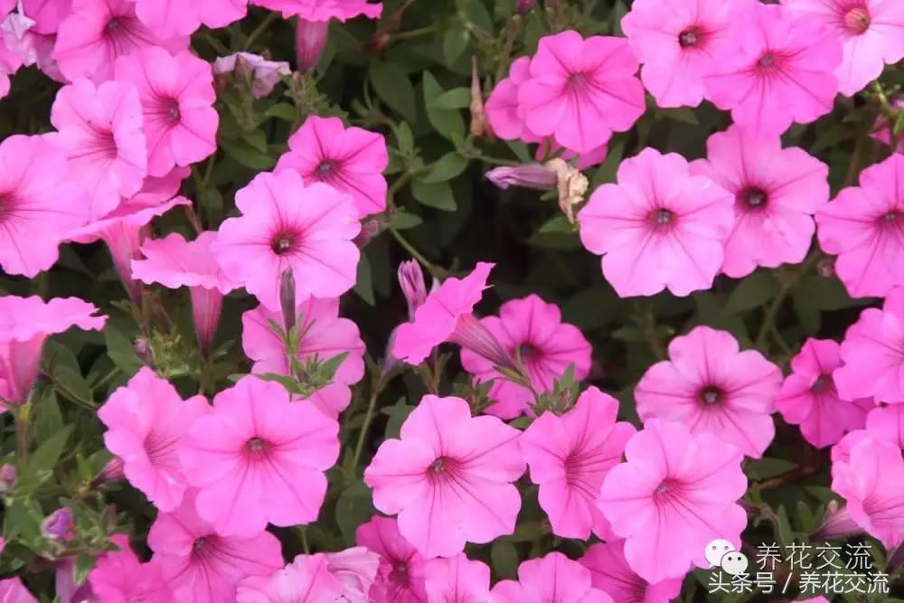 花卉最长寿命排名,五种养不死的花卉