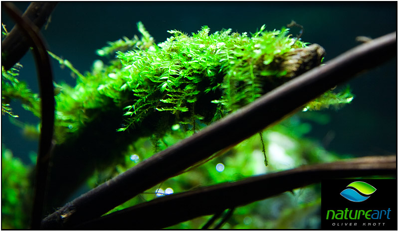 ada水草1.5米缸造景教程,oliverknott是什么