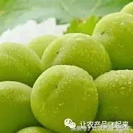 晴王葡萄真的有那么贵,带你了解麝香鼠的真相