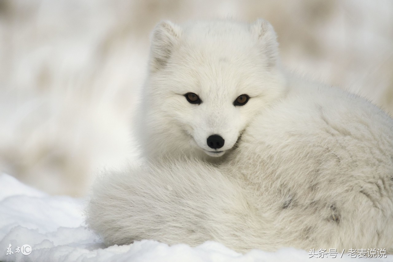 说出马的人结果都很惨对吗,说出马