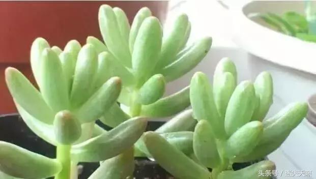 多肉，你小时候的样子太萌了，可千万别长大，长残