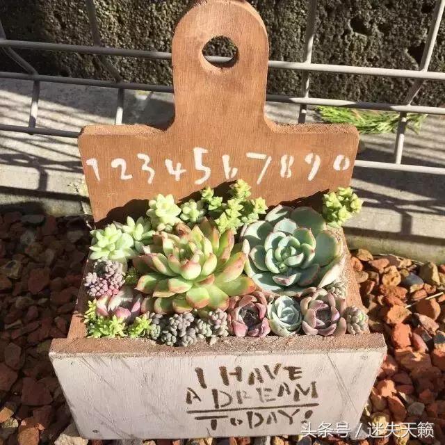 多肉，你小时候的样子太萌了，可千万别长大，长残